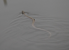 Fowlea flavipunctata