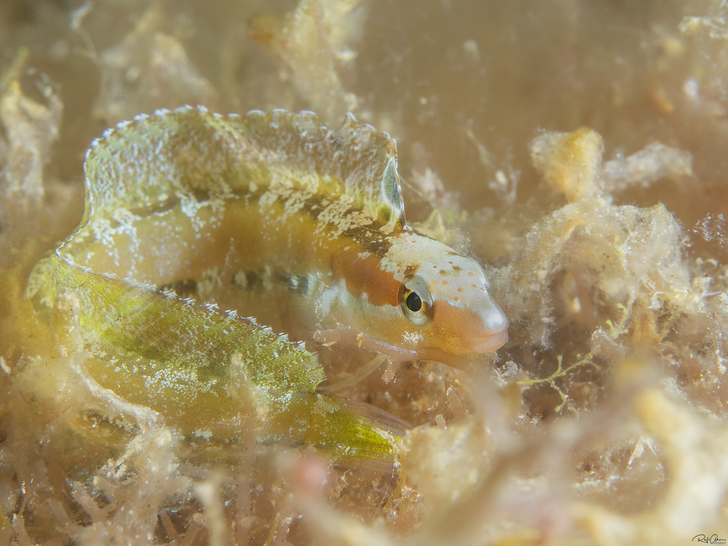 Arabische sabeltandslijmvis (Petroscirtes ancylodon) — Blenniidae