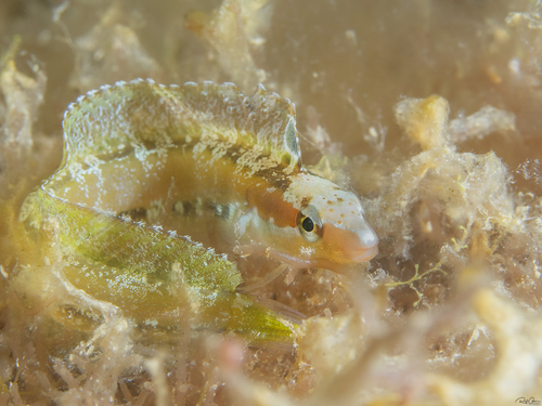 Arabian fangblenny (Petroscirtes ancylodon) — Blenniidae