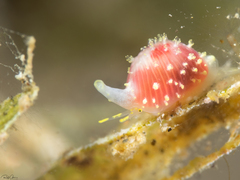 Purpurcapsula exigua