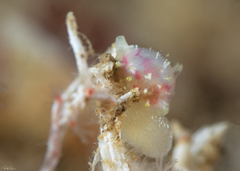 Purpurcapsula exigua