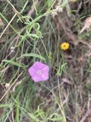 Convolvulus erubescens