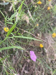 Convolvulus erubescens