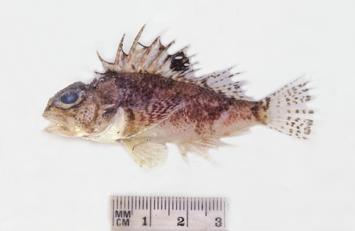 Whitley's gurnard perch (Maxillicosta whitleyi) — Neosebastidae — 5