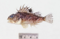 Maxillicosta whitleyi
