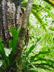 Dendrobium chameleon, photograph (c) Jacy Chen, some rights reserved (CC BY)