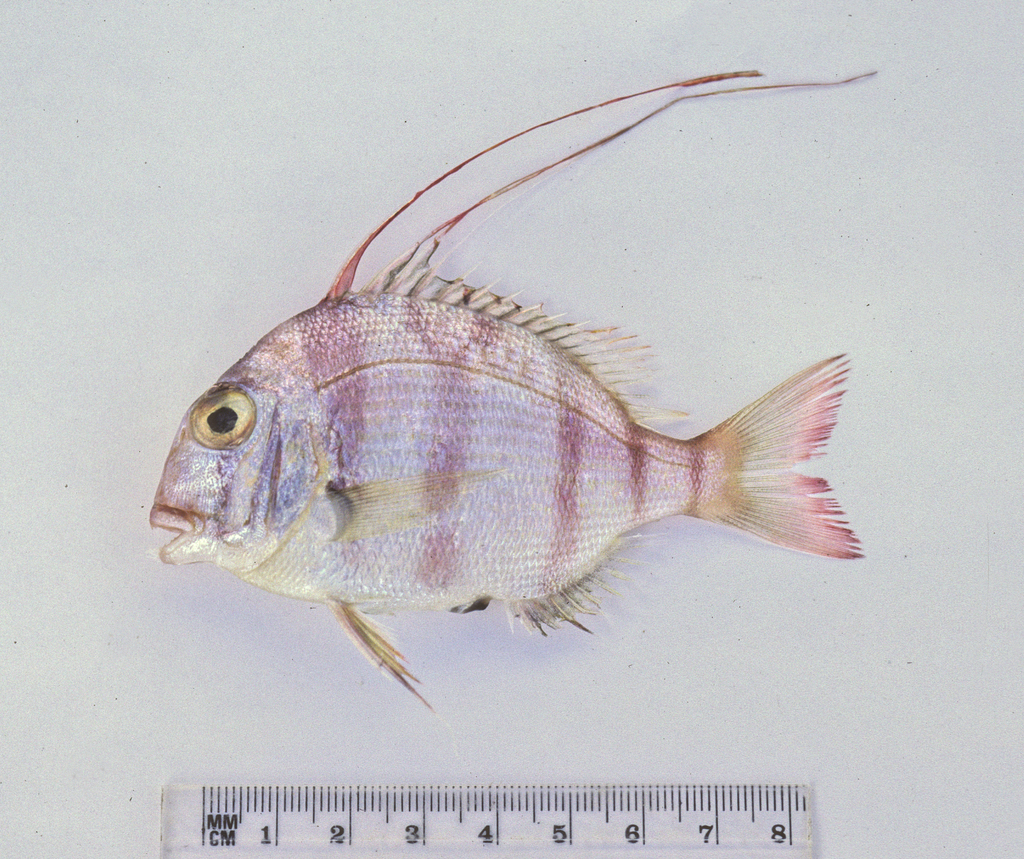Bowen Snapper