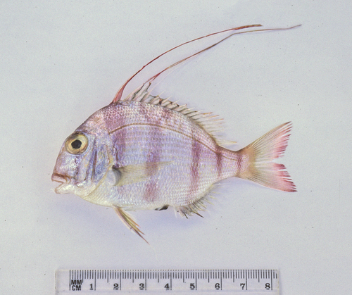 Bowen snapper (Argyrops spinifer) — Sparidae — 5