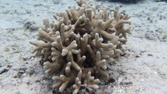 Porites cylindrica