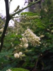 Senegalia bonariensis