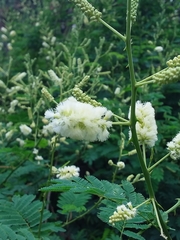Senegalia bonariensis