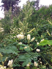 Senegalia bonariensis