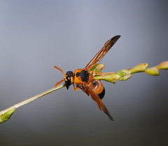 Anterhynchium nigrocinctum