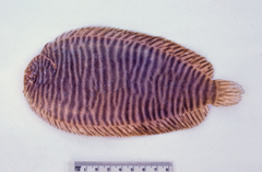 Synclidopus macleayanus