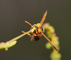 Anterhynchium nigrocinctum