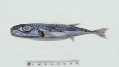 Lagocephalus sceleratus