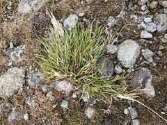 Deschampsia antarctica