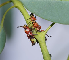 Eurymeloides pulchra