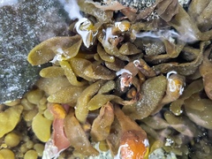 Adenocystis utricularis