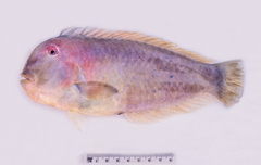 Iniistius jacksonensis