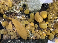 Adenocystis utricularis