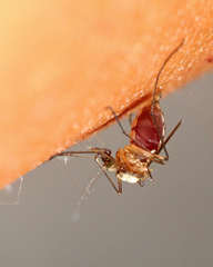 Aedes infirmatus