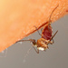 Aedes infirmatus - Photo (c) Mary Keim,  זכויות יוצרים חלקיות (CC BY-NC-SA)