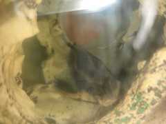 Platydoras armatulus