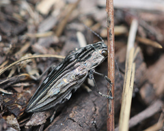 Chalcophora georgiana