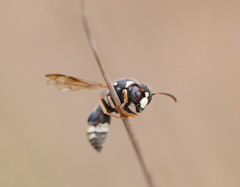 Masarinae