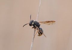 Masarinae