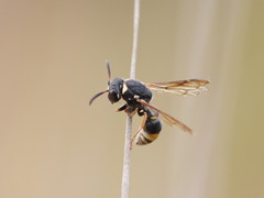 Masarinae