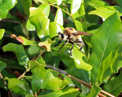 Laphria apila