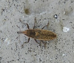 Lixus subtilis