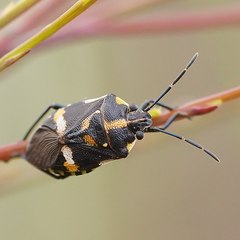 Aplerotus maculatus
