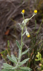 Senecio arniciflorus