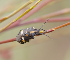 Aplerotus maculatus