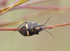 Aplerotus maculatus