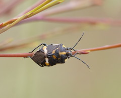Aplerotus maculatus