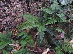 Asplenium rutaceum