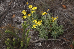 Senecio arniciflorus