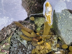 Adenocystis utricularis