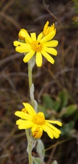 Senecio arniciflorus