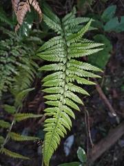 Polystichum luctuosum