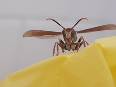Polistes cavapytiformis