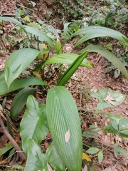 Molineria capitulata