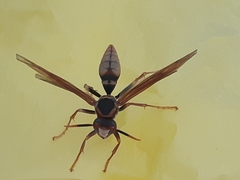 Polistes cavapytiformis