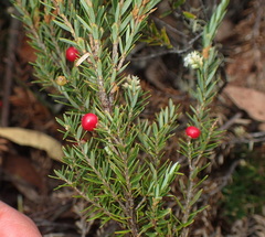 Acrothamnus montanus