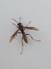 Polistes cavapytiformis