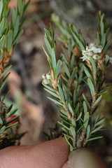 Acrothamnus montanus